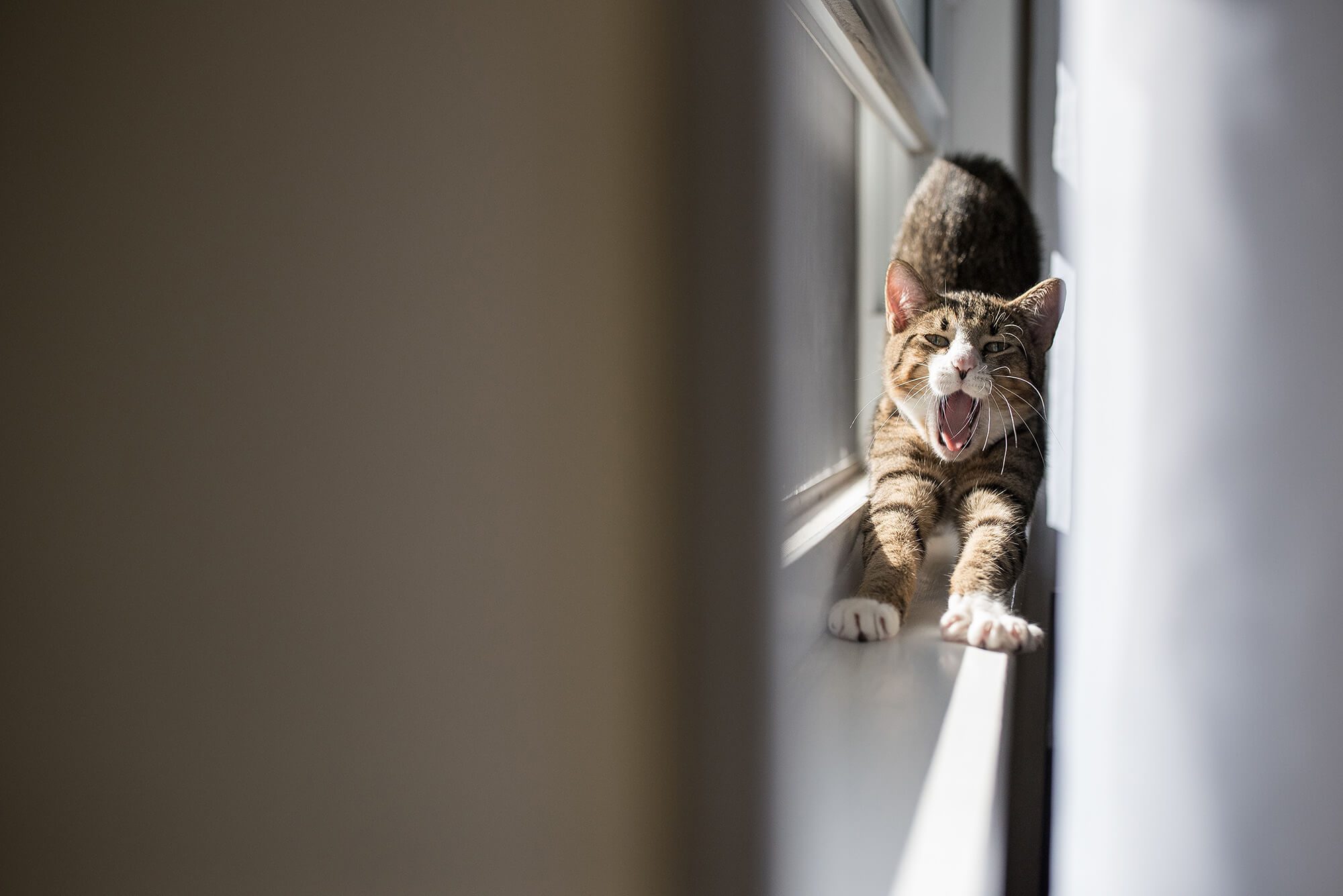 Cat stretching on windowsill