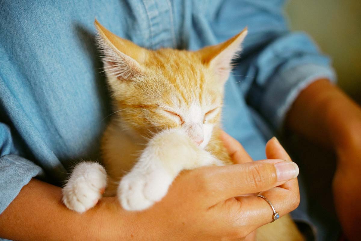 Orange kitten snuggled in owner's arms