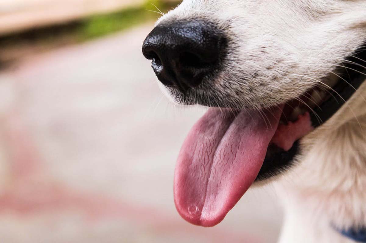 Dog's mouth and tongue