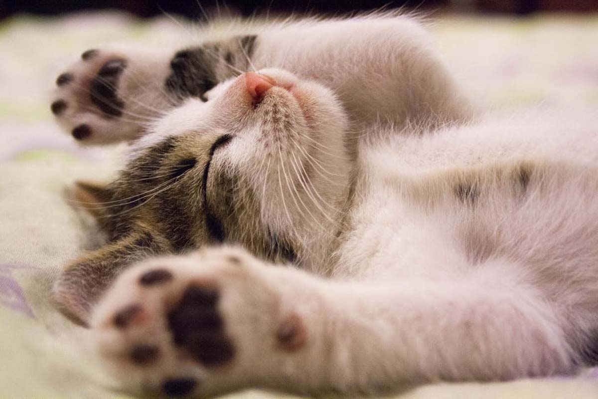 Kitten with paws outstretched