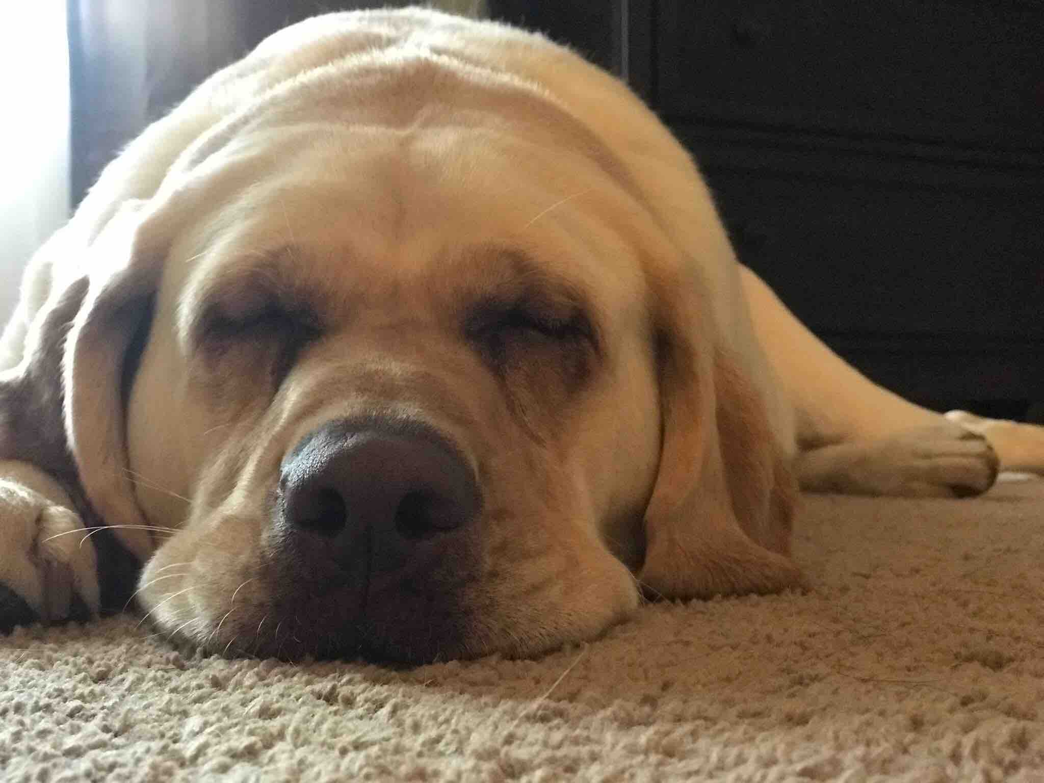Sleeping lab, one of Dr. Carrie's patients