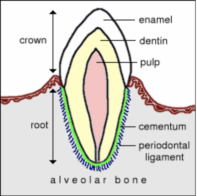 What is Dental Disease? Part 2 | Healing Paws Animal Hospital