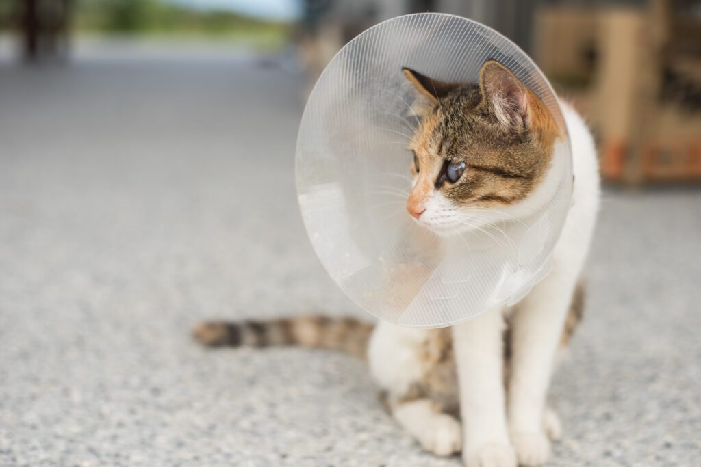 little cat with Elizabethan collar after spay surgery