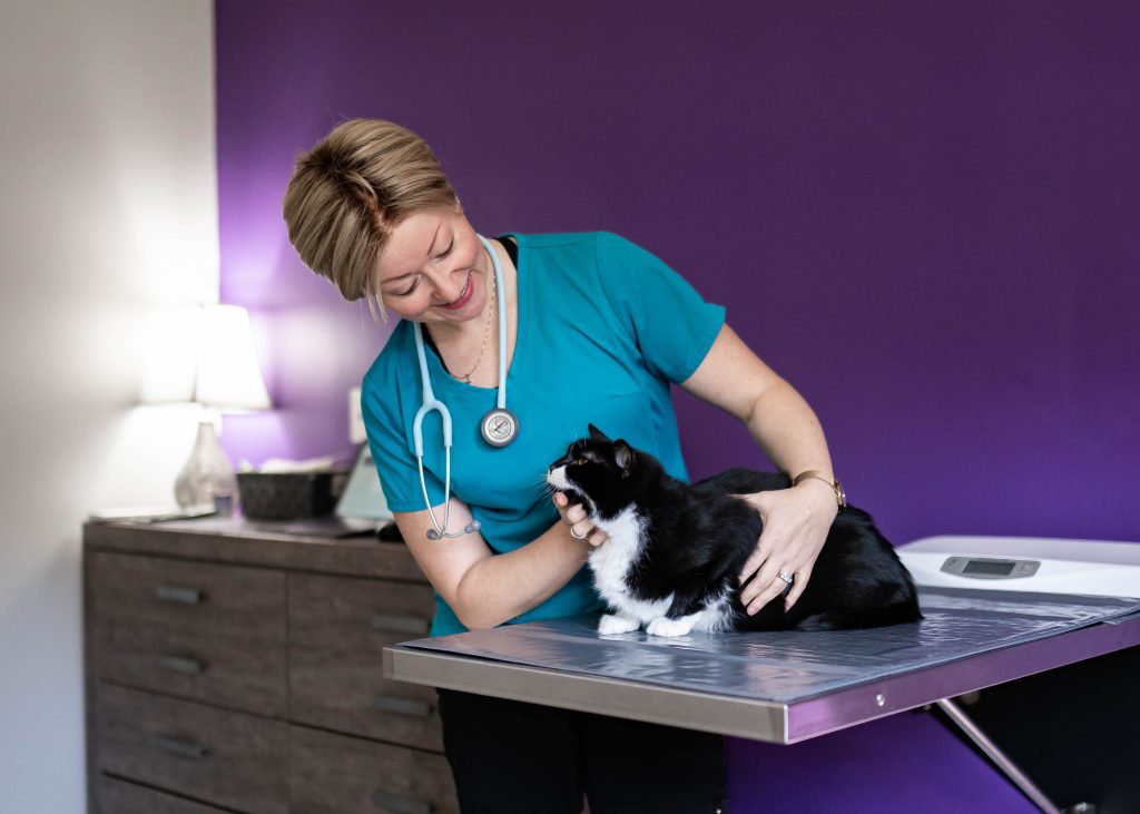 A veterinarian examining a black and white cat on an examination table.