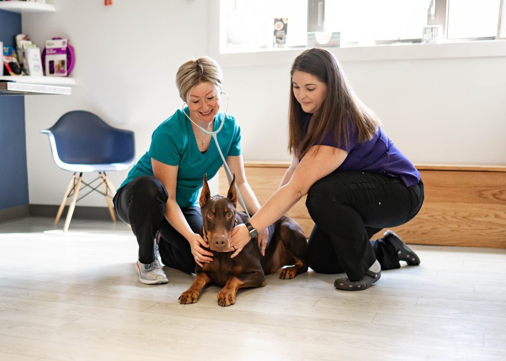 A veterinarian and her assistant are examining a rottweiler who is lying on the floor.