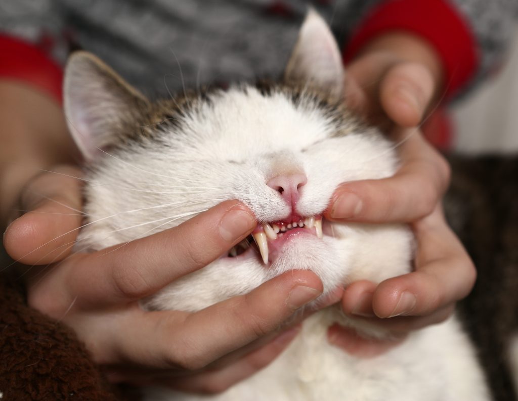 A white cat with that is ‘smiling’ as a veterinarian examines its teeth