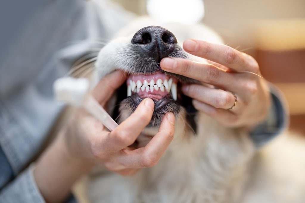 A closeup of a small dog’s teeth during a dental examination