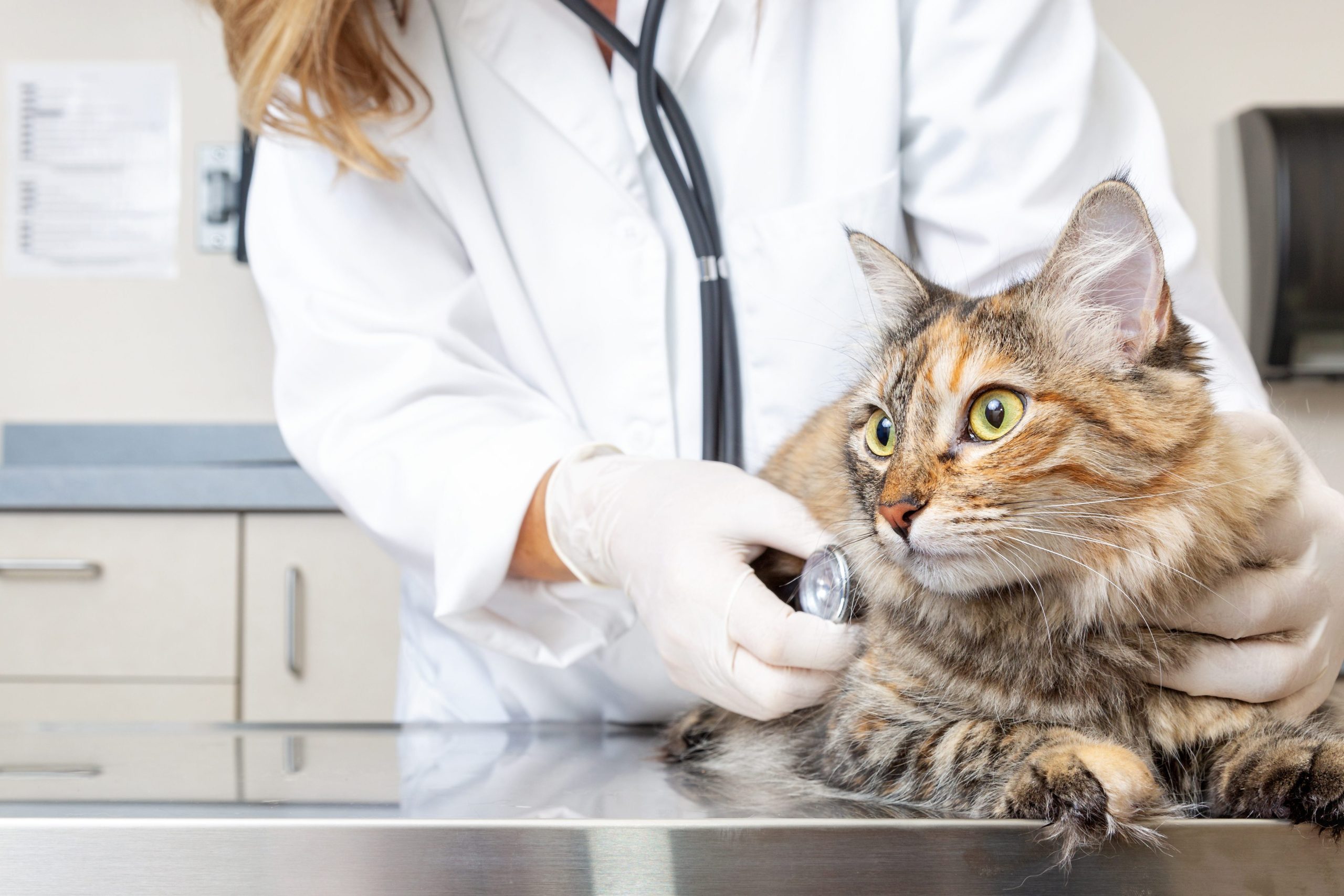 A cat laying on an exam table has its heartrate checked via stethoscope