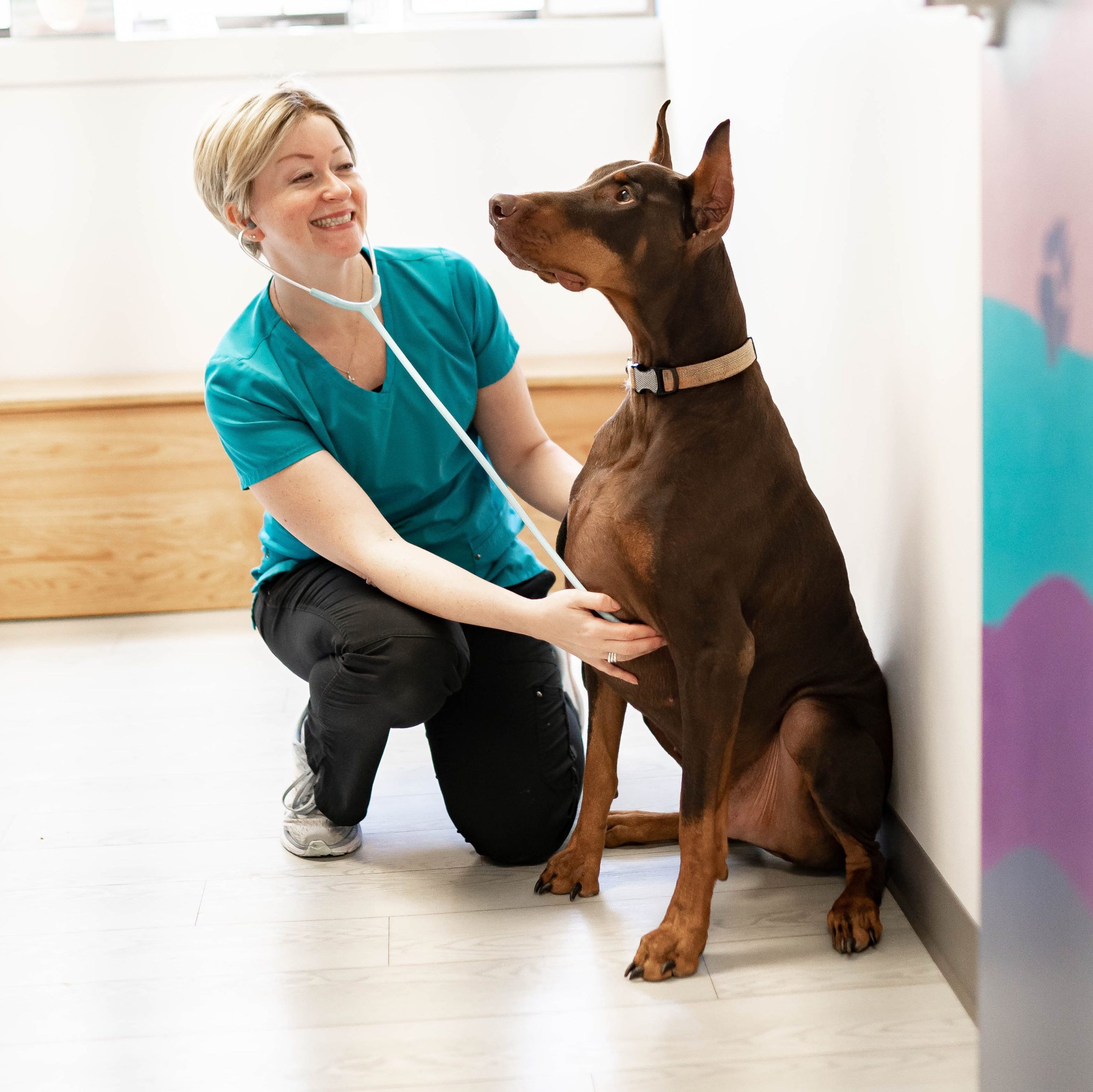 A veterinarian checks a Dobermans heart with a stethoscope.